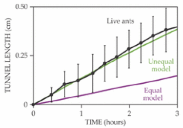 ant2